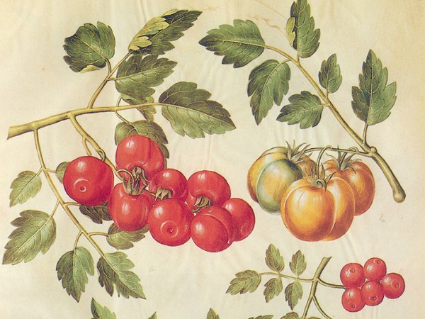 “COSE STRANE E ORRIBILI”, L’ARRIVO DEL POMODORO IN&nbsp;ITALIA