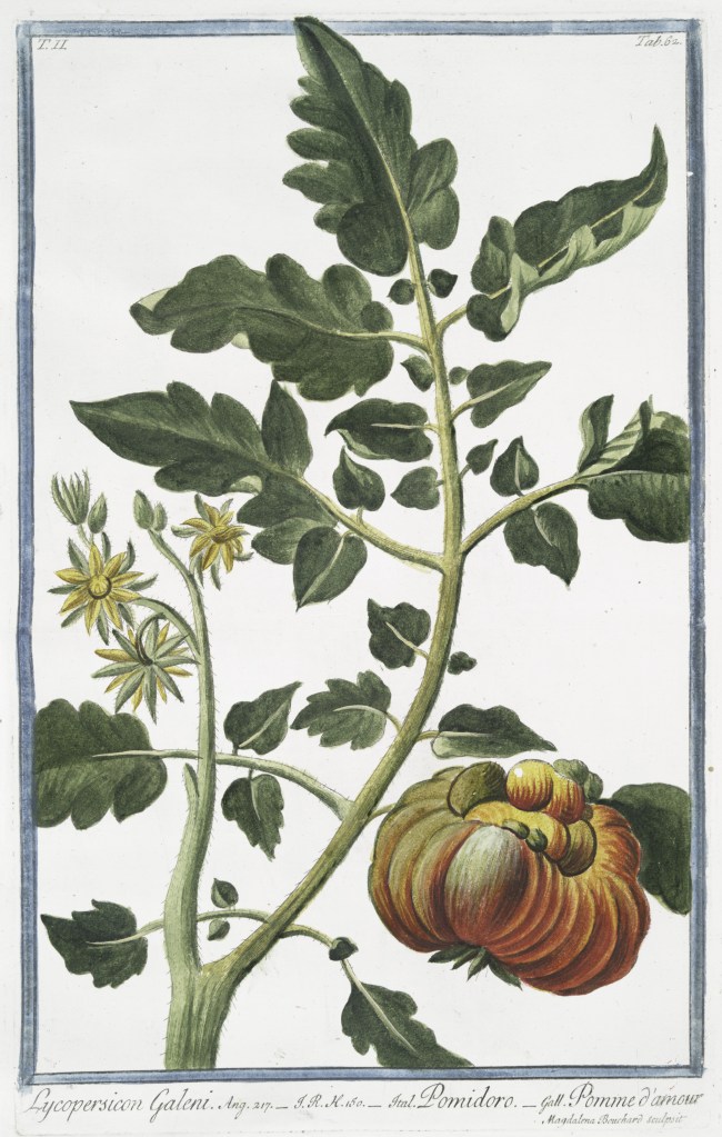 Illustrazione pianta pomodoro